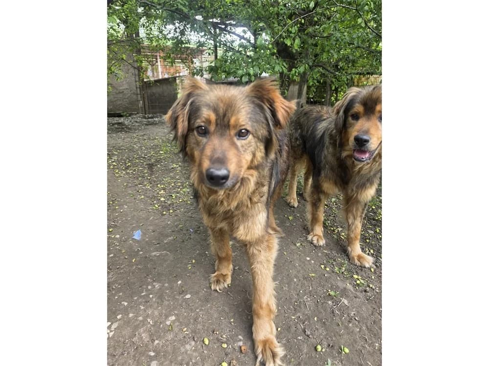 Bingo *2020 – Pflegestelle oder Zuhause gesucht, braun female Mixed Breed for adoption at Tierhilfe Lebenswert e.V., Oberwies