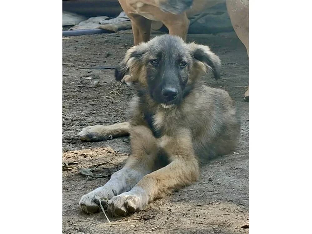 Binja, beige female puppy Mixed Breed for adoption at Tierhilfe Lebenswert e.V., Oberwies