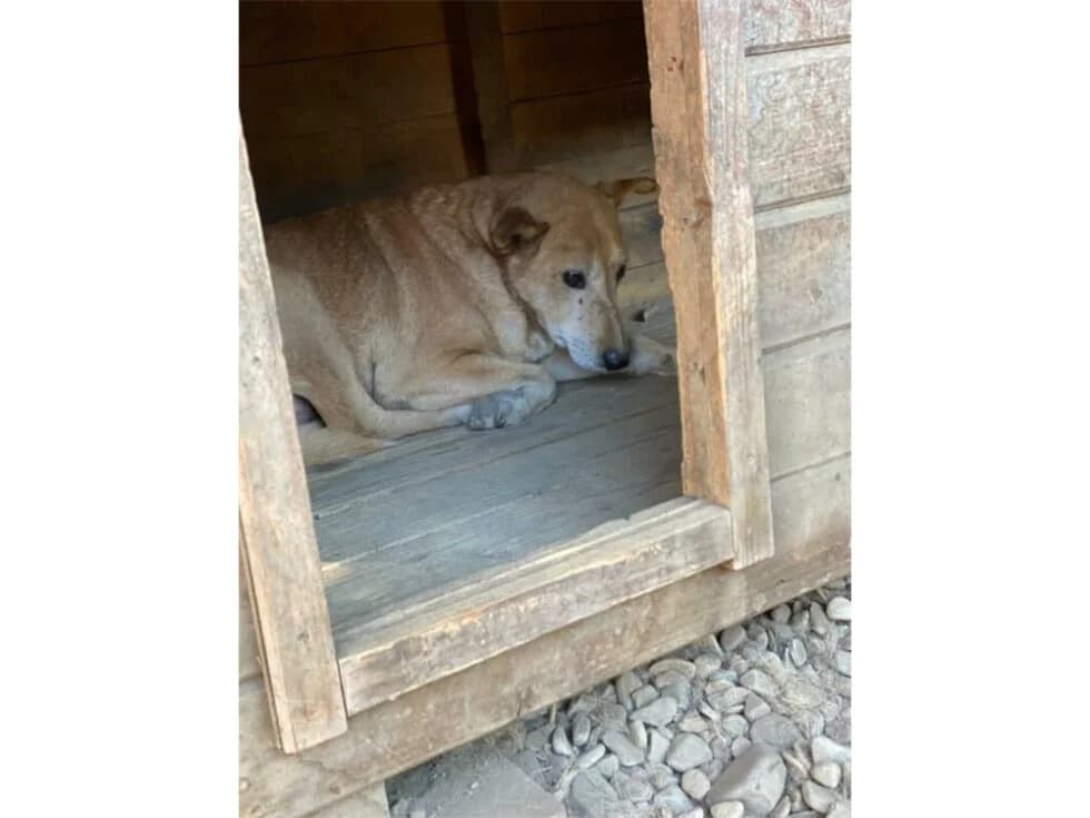 Boris – Pflegestelle oder Zuhause gesucht, beige female Mixed Breed for adoption at Tierhilfe Lebenswert e.V., Oberwies