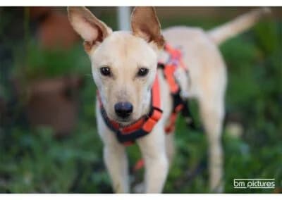 Bosse – noch nicht in der Vermittlung, female 4yo Mixed Breed for adoption at Tierhilfe Lebenswert e.V., Oberwies