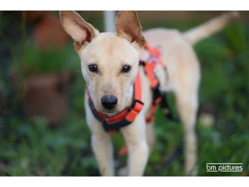 Bosse – noch nicht in der Vermittlung, female 4yo Mixed Breed for adoption at Tierhilfe Lebenswert e.V., Oberwies