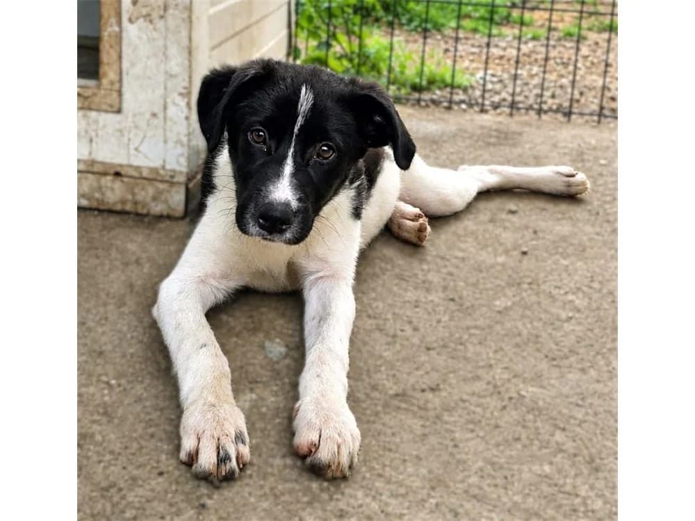 Brianna, schwarz female Mixed Breed for adoption at Tierhilfe Lebenswert e.V., Oberwies