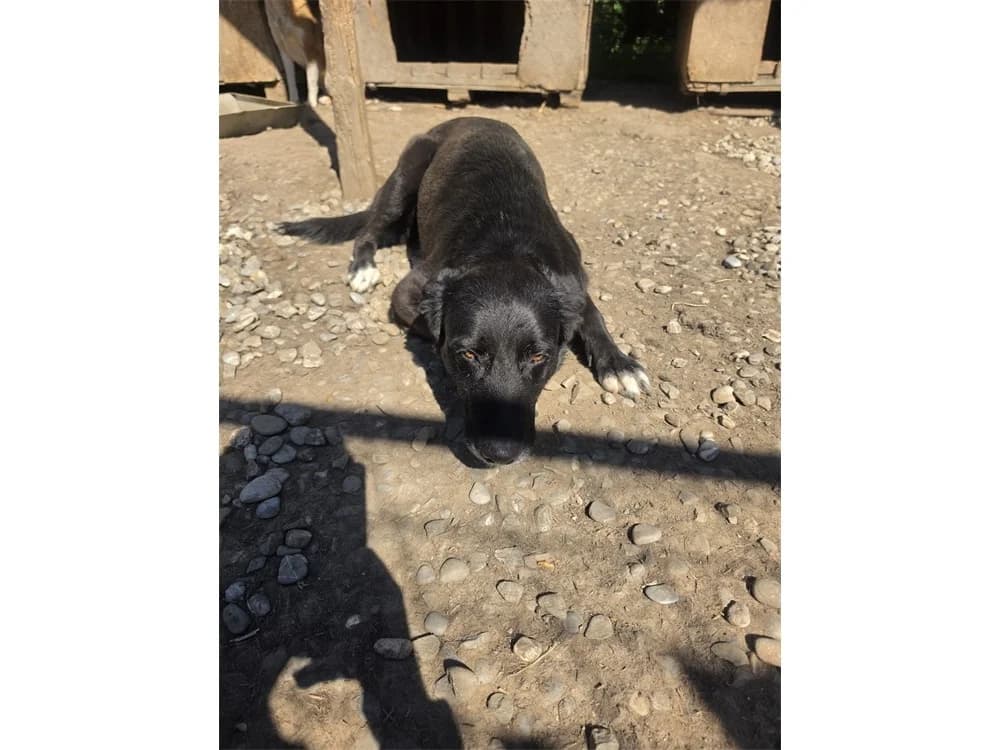 Briar Rose *20, schwarz female Mixed Breed for adoption at Tierhilfe Lebenswert e.V., Oberwies