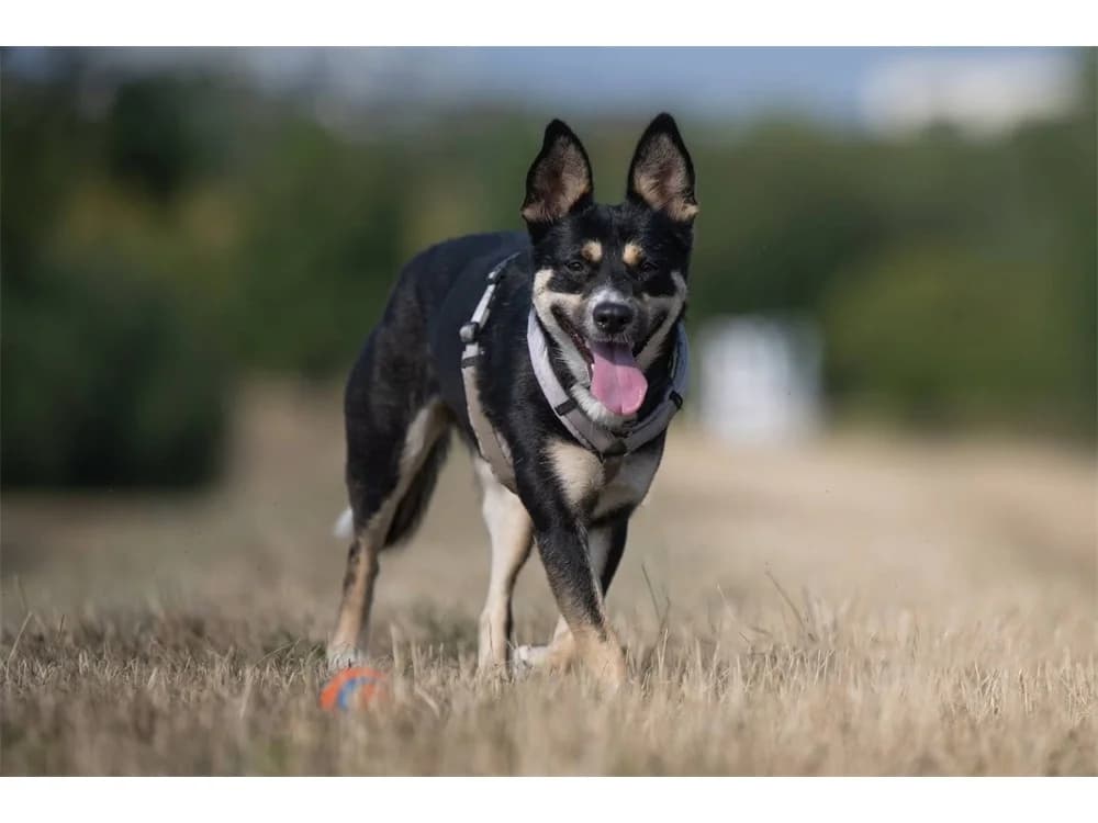 Mara (Brieda), schwarz female 4yo Mixed Breed for adoption at Tierhilfe Lebenswert e.V., Oberwies