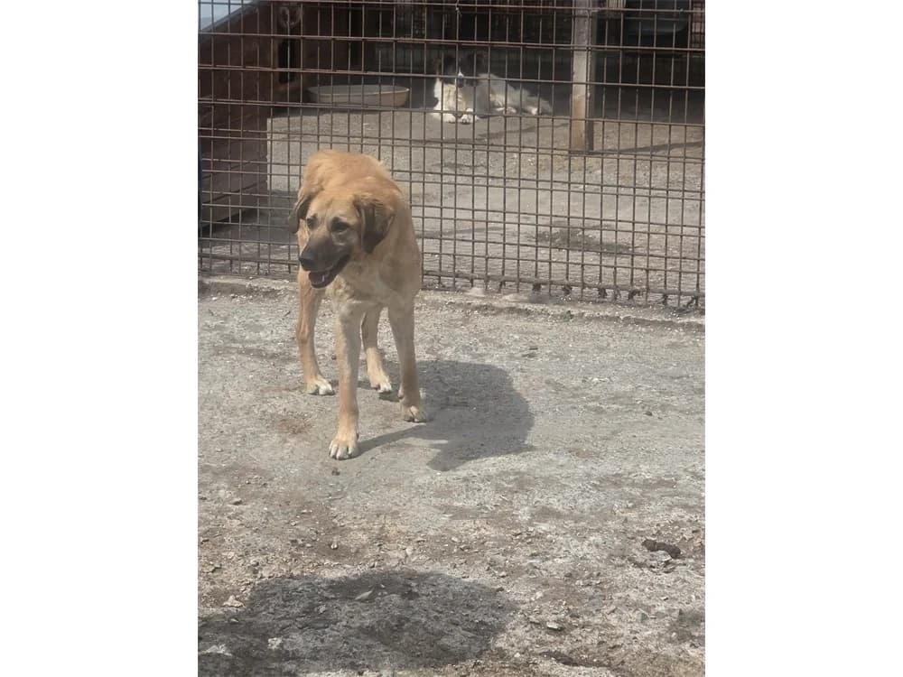 Brody *2021 – Pflegestelle oder Zuhause gesucht, hellbraun female 3yo Mixed Breed for adoption at Tierhilfe Lebenswert e.V., Oberwies
