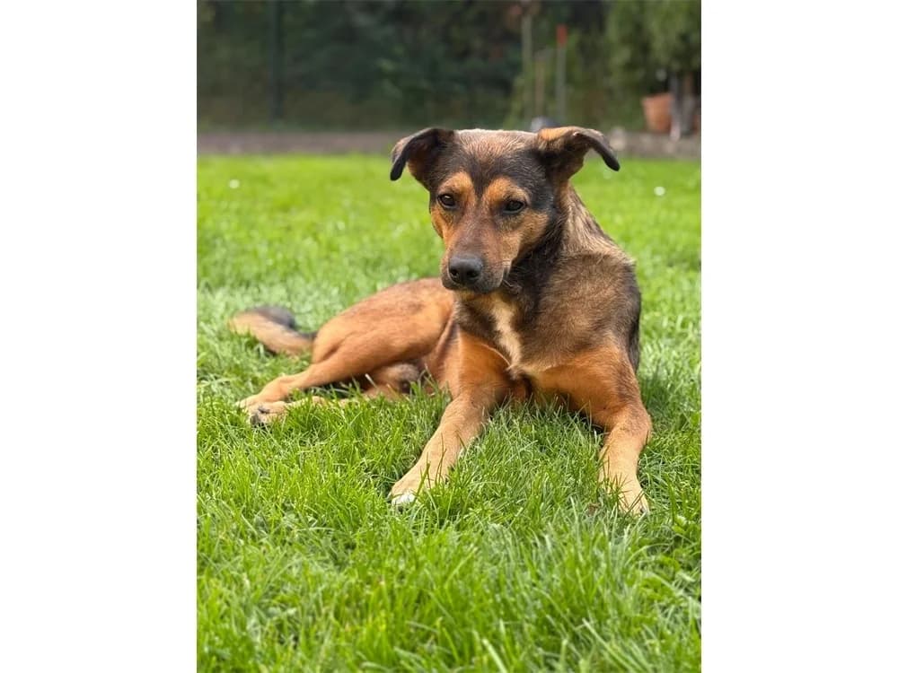 Bruno *2018 – wartet in 53804 Much, braun female Mixed Breed for adoption at Tierhilfe Lebenswert e.V., Oberwies