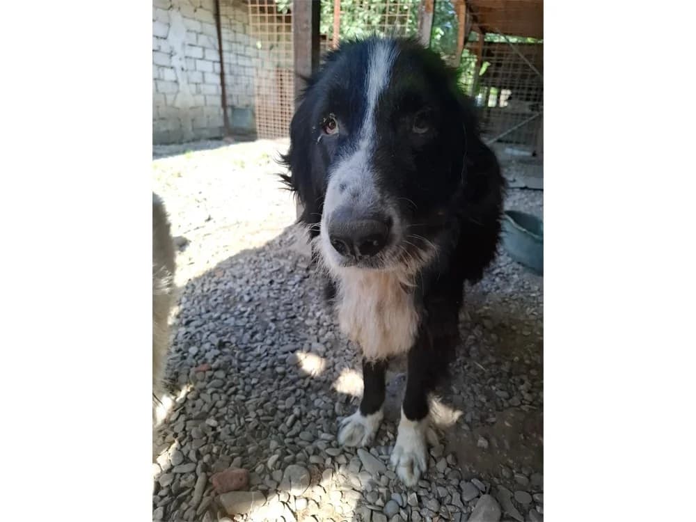 Brutus *2015 – Pflegestelle oder Zuhause gesucht, schwarz female puppy Mixed Breed for adoption at Tierhilfe Lebenswert e.V., Oberwies