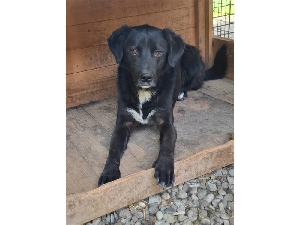 Buddy *20, schwarz female Mixed Breed for adoption at Tierhilfe Lebenswert e.V., Oberwies