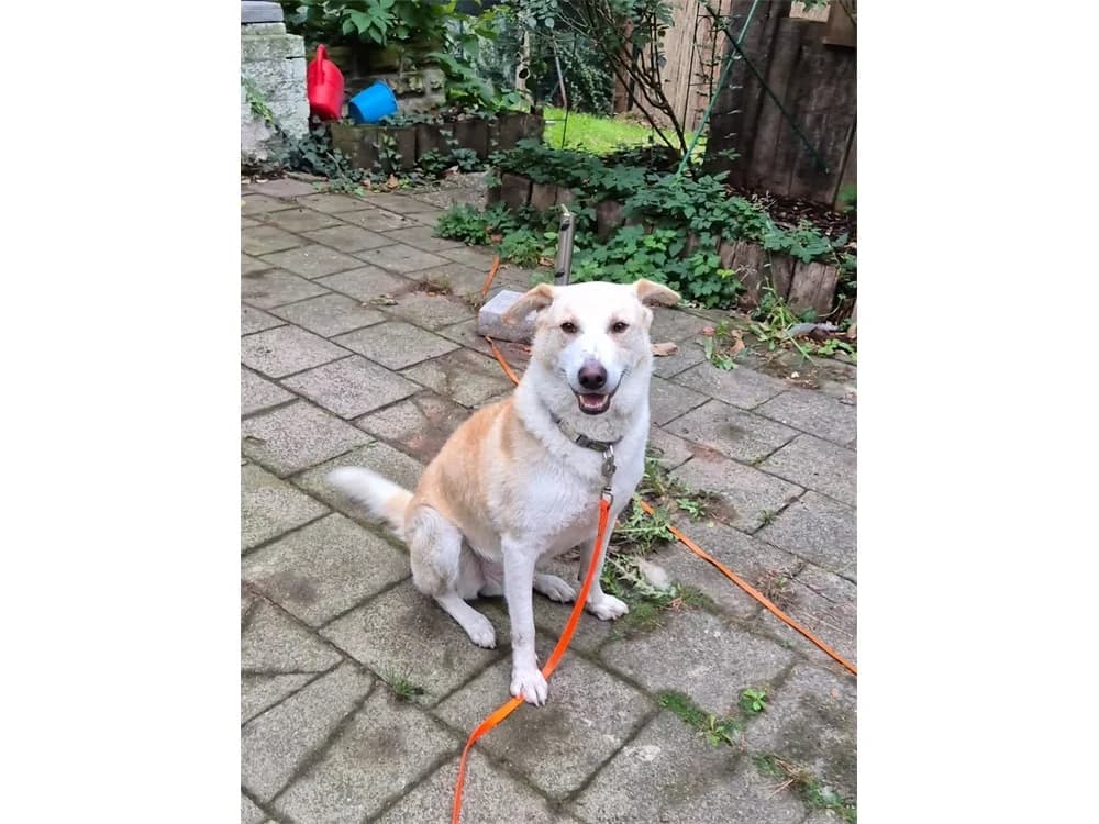 Butzi *2020 – wartet in 67663 Kaiserslautern, rot female senior Mixed Breed for adoption at Tierhilfe Lebenswert e.V., Oberwies