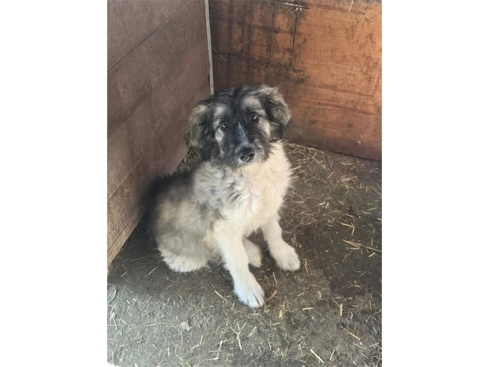Byanca, schwarz female young Mixed Breed for adoption at Tierhilfe Lebenswert e.V., Oberwies