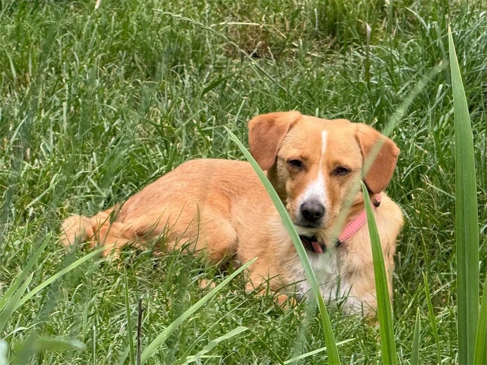 Cameryn *2021 – wartet in 76857 Albersweiler, braun female Mixed Breed for adoption at Tierhilfe Lebenswert e.V., Oberwies