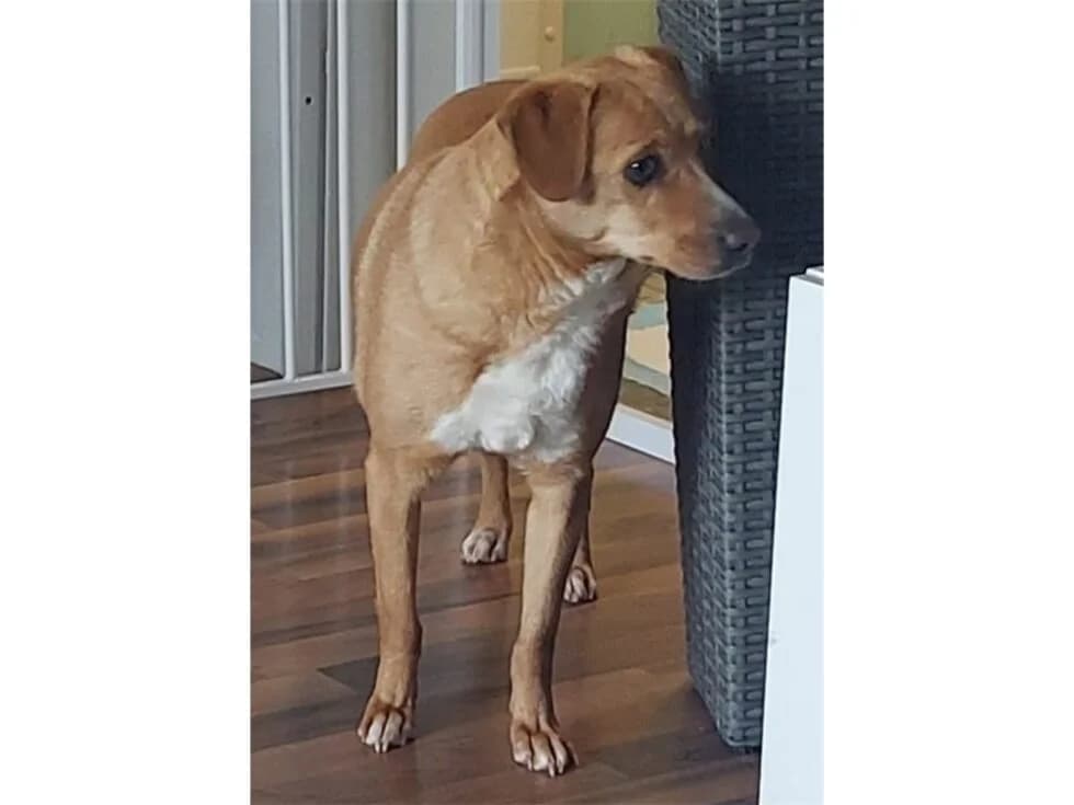 Cameryn *2021 – noch nicht in der Vermittlung, braun female Mixed Breed for adoption at Tierhilfe Lebenswert e.V., Oberwies