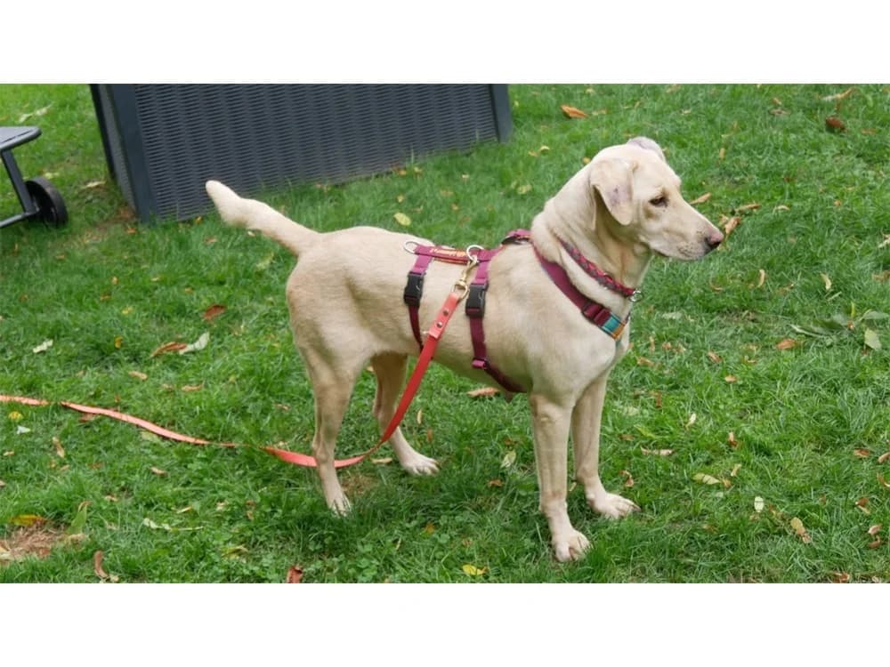 Camille, beige female Mixed Breed for adoption at Tierhilfe Lebenswert e.V., Oberwies