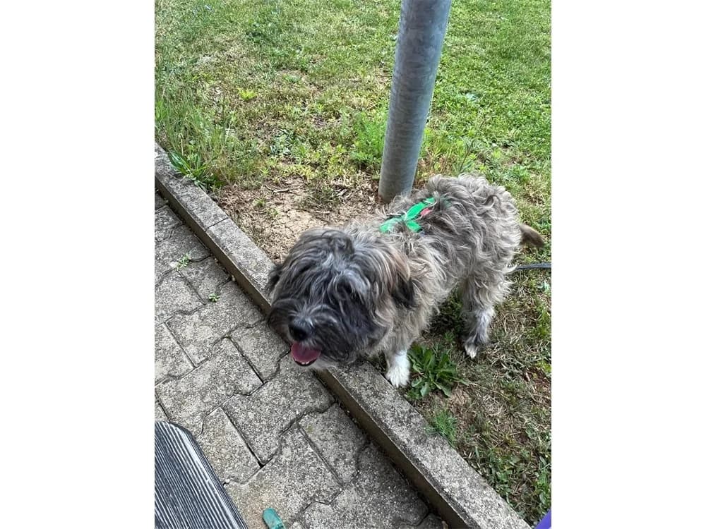 Capper, female young Mixed Breed for adoption at Tierhilfe Lebenswert e.V., Oberwies