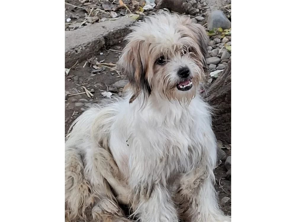 Carla *20, beige female Mixed Breed for adoption at Tierhilfe Lebenswert e.V., Oberwies