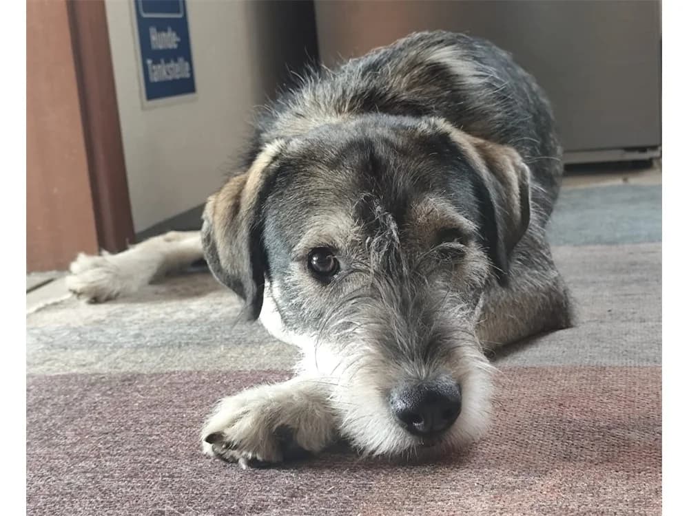 Carlos, beige female young Mixed Breed for adoption at Tierhilfe Lebenswert e.V., Oberwies