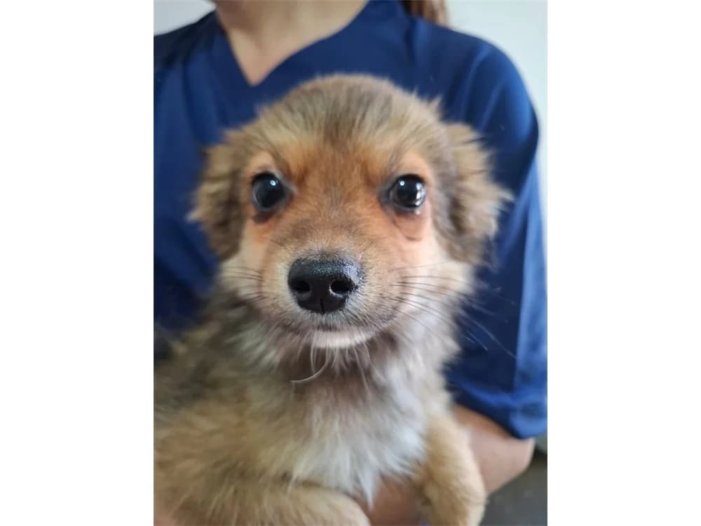 Cespar, hellbraun female puppy Mixed Breed for adoption at Tierhilfe Lebenswert e.V., Oberwies