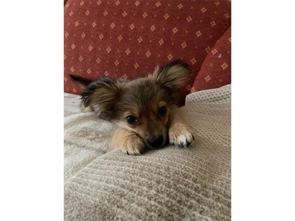 Cespar *, braun female puppy Mixed Breed for adoption at Tierhilfe Lebenswert e.V., Oberwies
