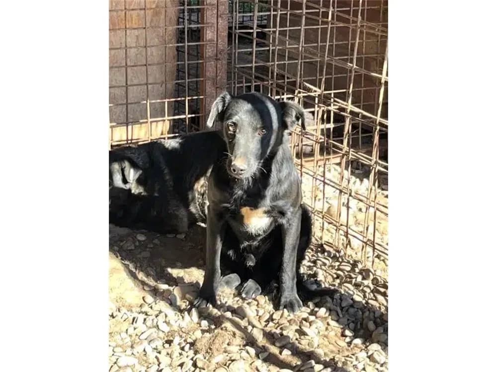 Cheddar *2019 – Pflegestelle oder Zuhause gesucht, schwarz female puppy Mixed Breed for adoption at Tierhilfe Lebenswert e.V., Oberwies