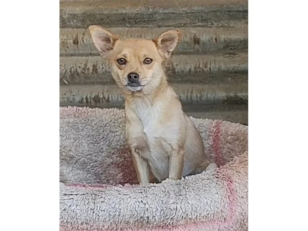Clara, beige female Mixed Breed for adoption at Tierhilfe Lebenswert e.V., Oberwies