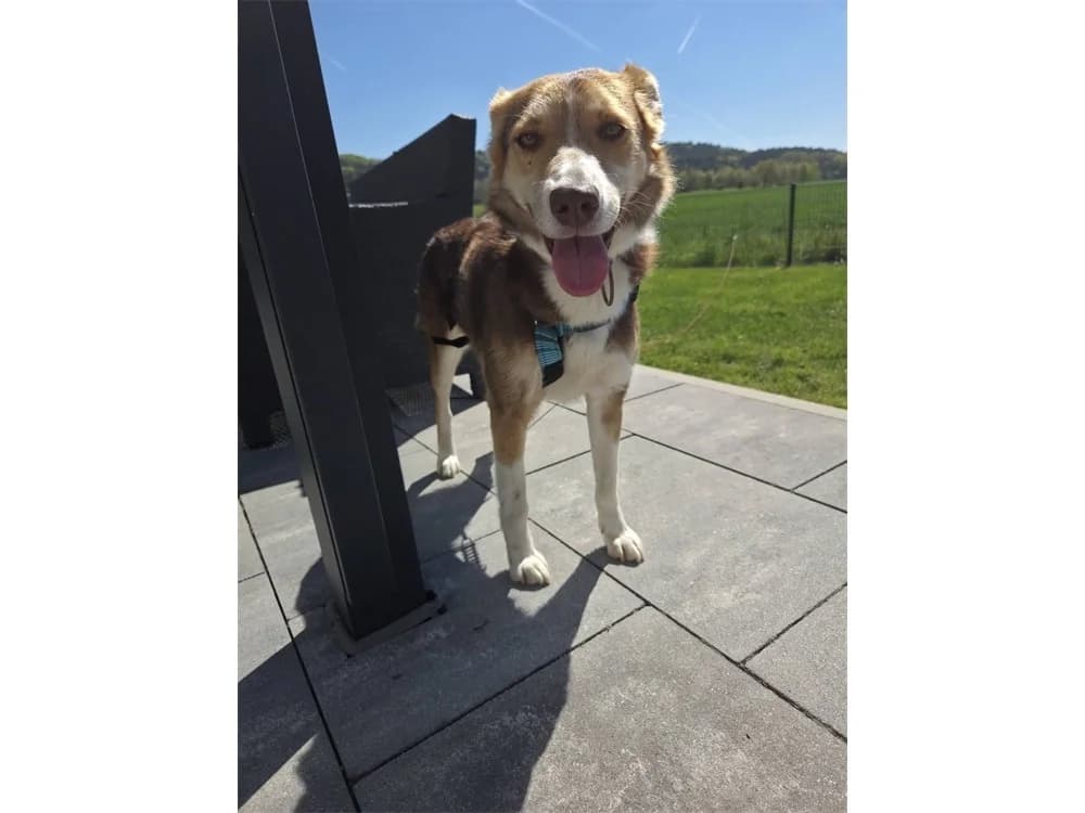 Clarissa *2024 – noch nicht in der Vermittlung!, braun female Mixed Breed for adoption at Tierhilfe Lebenswert e.V., Oberwies