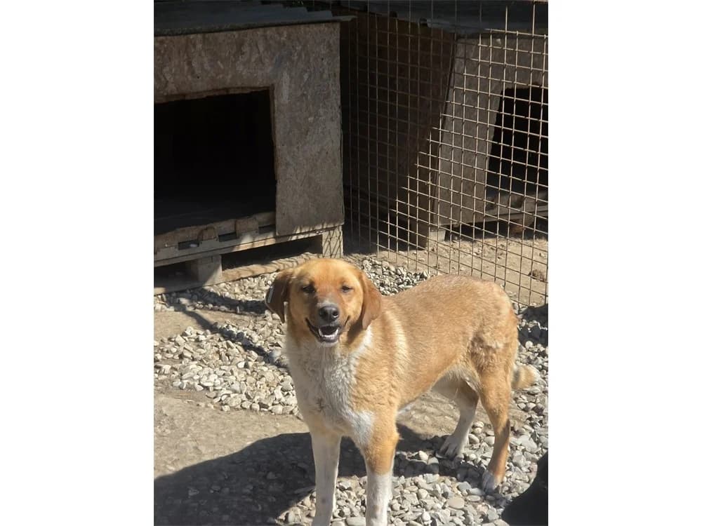 Dagmar *20, braun female Mixed Breed for adoption at Tierhilfe Lebenswert e.V., Oberwies