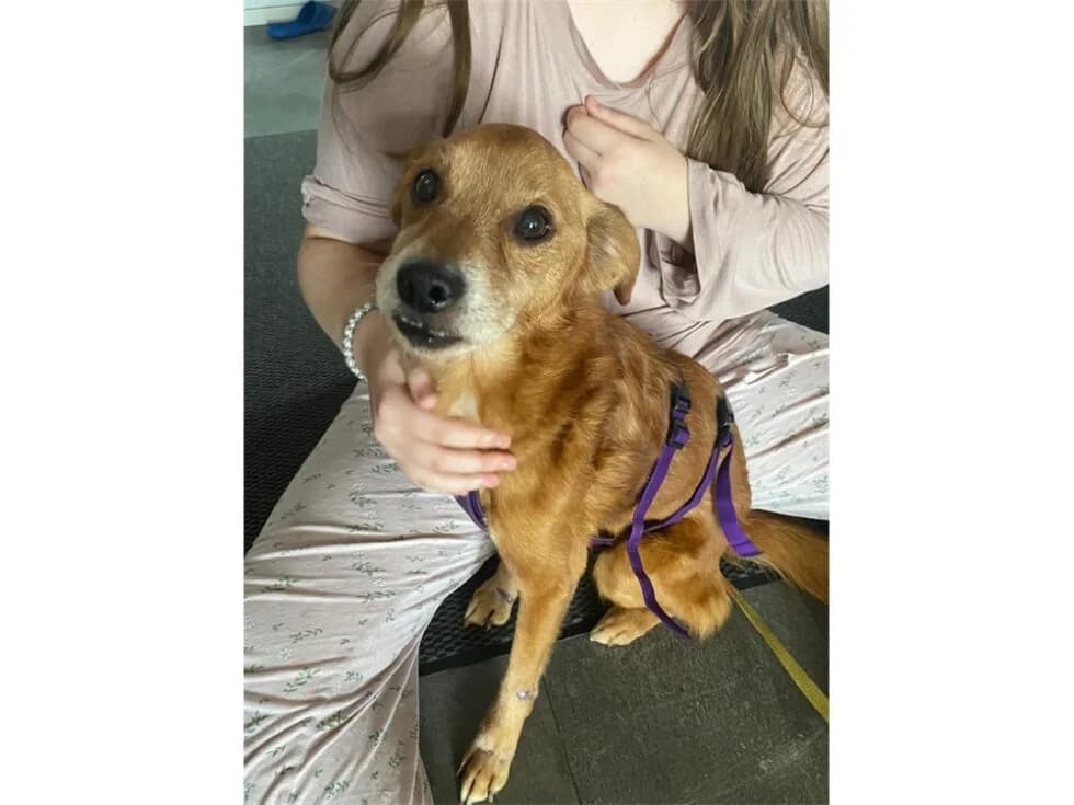 Daiki *2019 – noch nicht in der Vermittlung, braun female Mixed Breed for adoption at Tierhilfe Lebenswert e.V., Oberwies