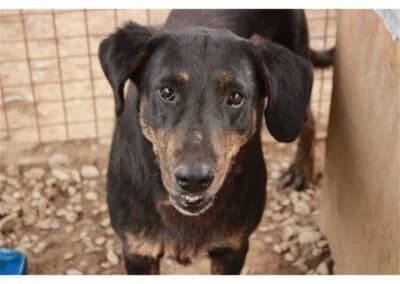 Darlos *2015, schwarz female young Mixed Breed for adoption at Tierhilfe Lebenswert e.V., Oberwies