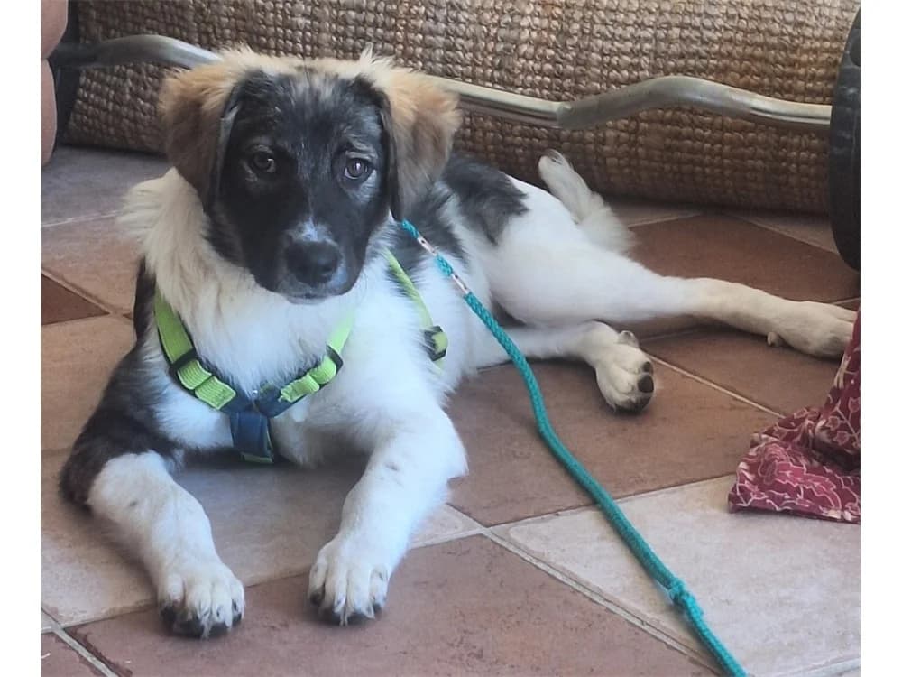 Diana, tricolor female puppy Mixed Breed for adoption at Tierhilfe Lebenswert e.V., Oberwies