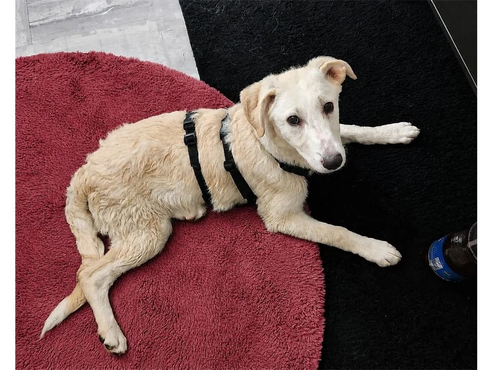 Dolly, weiß female puppy Mixed Breed for adoption at Tierhilfe Lebenswert e.V., Oberwies