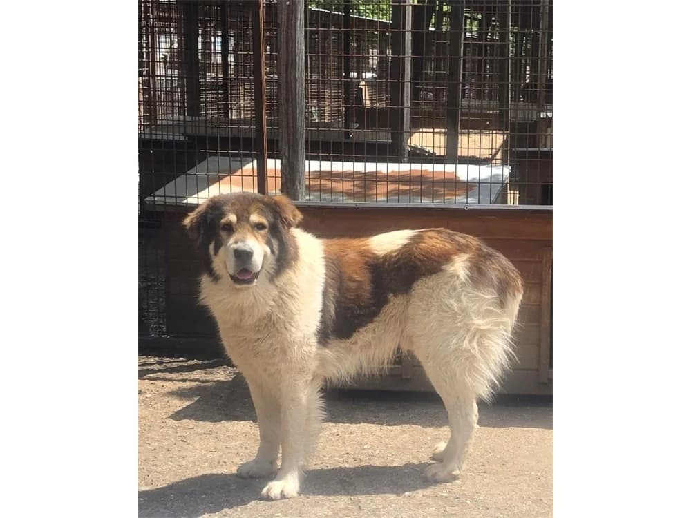 Dylan *20, braun female Mixed Breed for adoption at Tierhilfe Lebenswert e.V., Oberwies