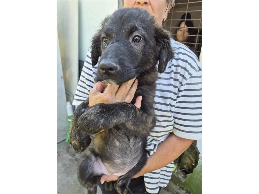 Eila, braun female Mixed Breed for adoption at Tierhilfe Lebenswert e.V., Oberwies