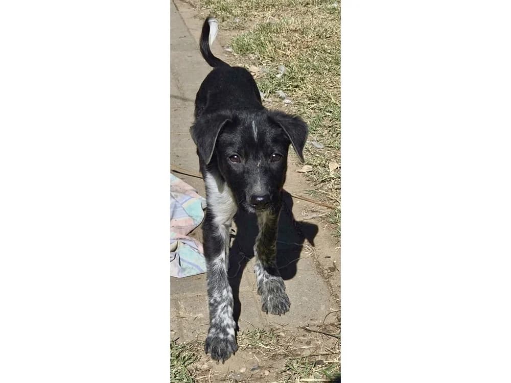 Elfi, schwarz female Mixed Breed for adoption at Tierhilfe Lebenswert e.V., Oberwies