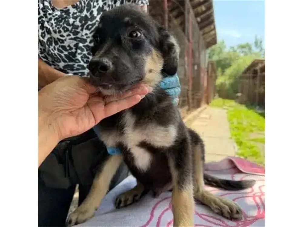 Emil, schwarz female puppy Mixed Breed for adoption at Tierhilfe Lebenswert e.V., Oberwies