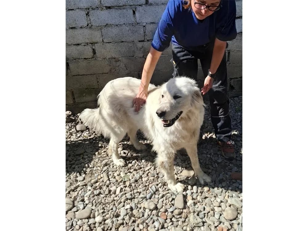 Emma *2020 – Pflegestelle oder Zuhause gesucht, female puppy Mixed Breed for adoption at Tierhilfe Lebenswert e.V., Oberwies