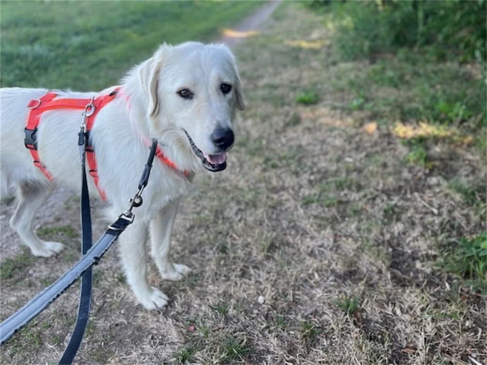 Emma *2019 – wartet in 91083 Baiersdorf, female 7yo Mixed Breed for adoption at Tierhilfe Lebenswert e.V., Oberwies