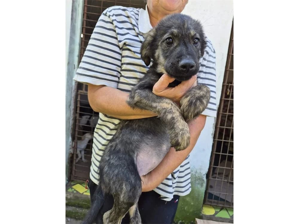 Emma3, schwarz female Mixed Breed for adoption at Tierhilfe Lebenswert e.V., Oberwies