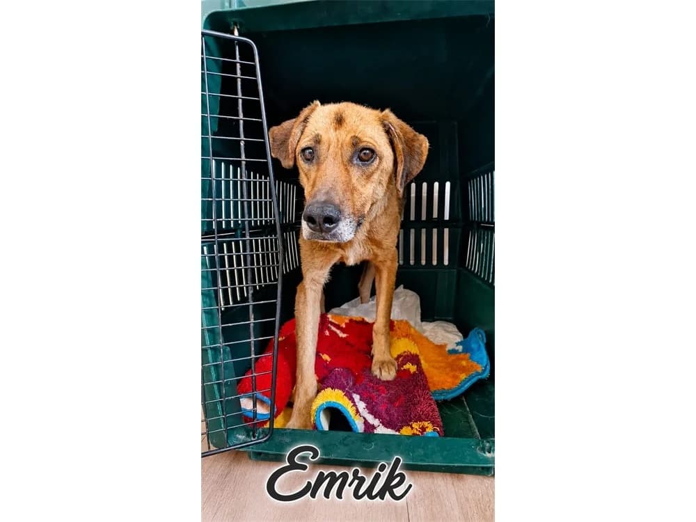 Emrik, braun female young Mixed Breed for adoption at Tierhilfe Lebenswert e.V., Oberwies