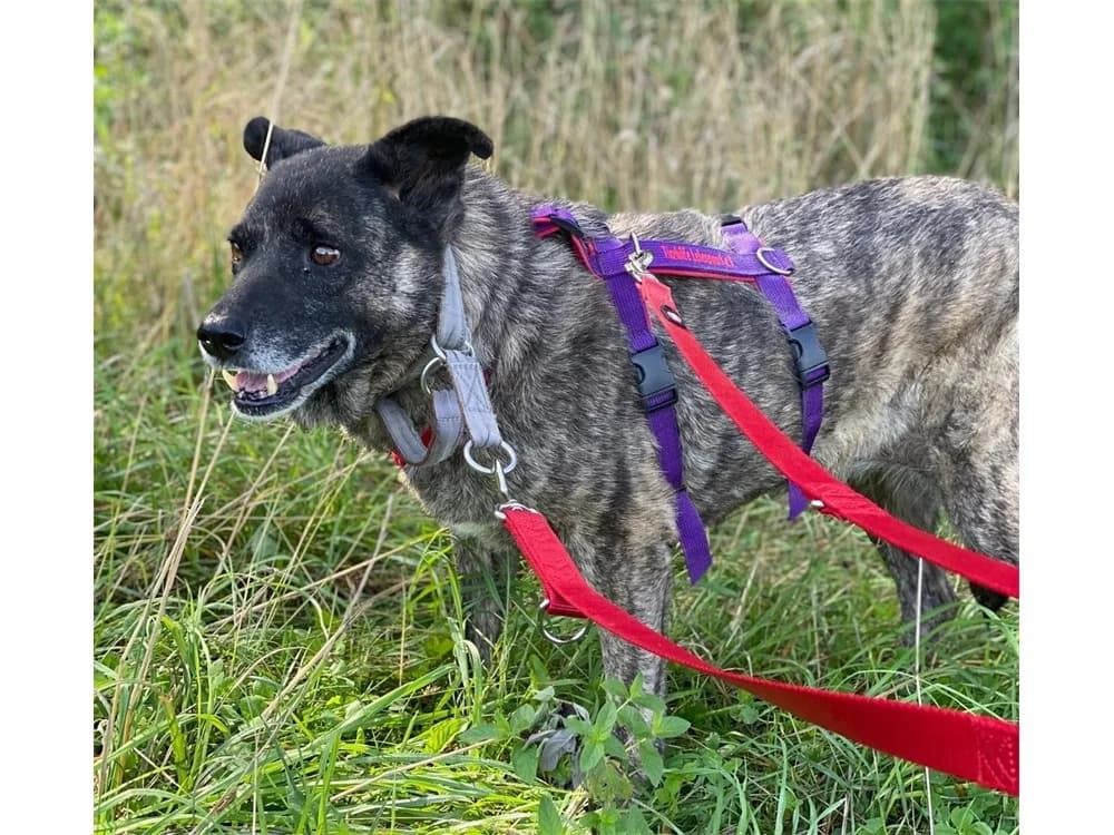 Enya *2017 – noch nicht in der Vermittlung, schwarz female puppy Mixed Breed for adoption at Tierhilfe Lebenswert e.V., Oberwies