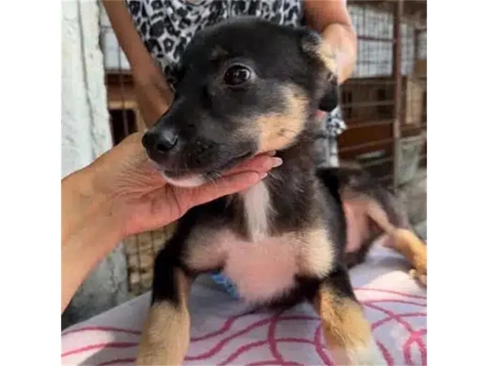 Erny, schwarz female puppy Mixed Breed for adoption at Tierhilfe Lebenswert e.V., Oberwies