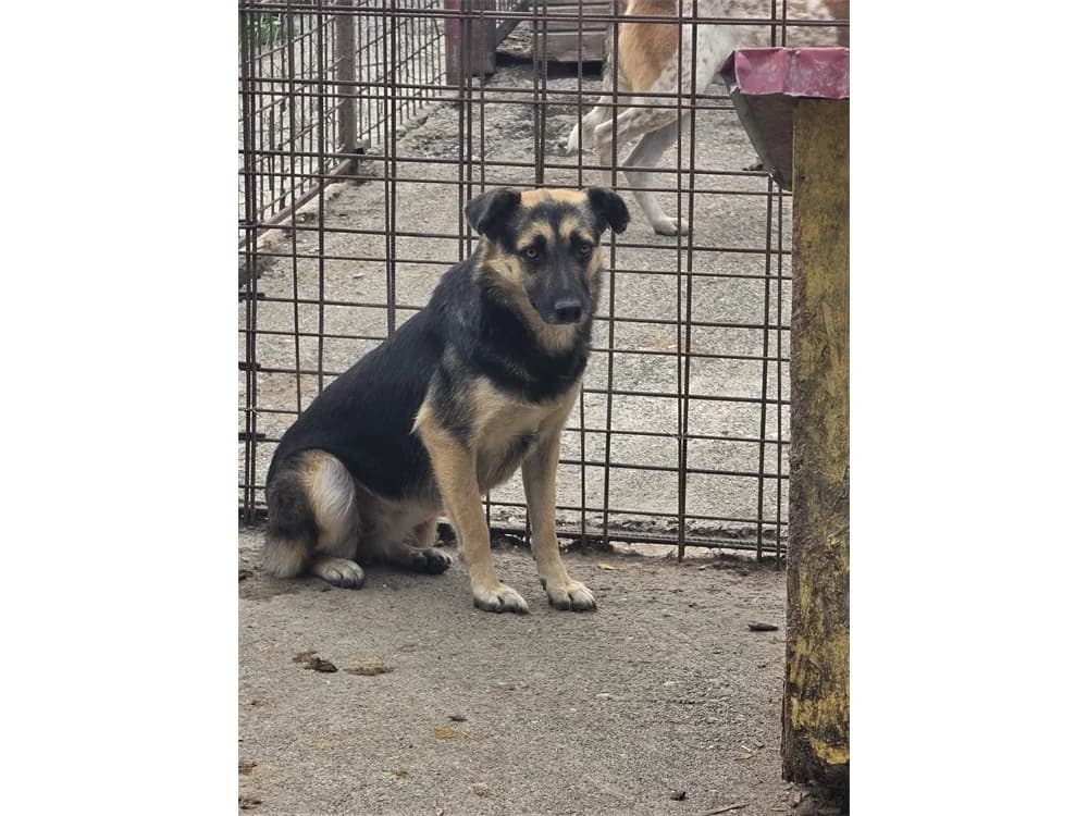 Eve, schwarz female young Mixed Breed for adoption at Tierhilfe Lebenswert e.V., Oberwies