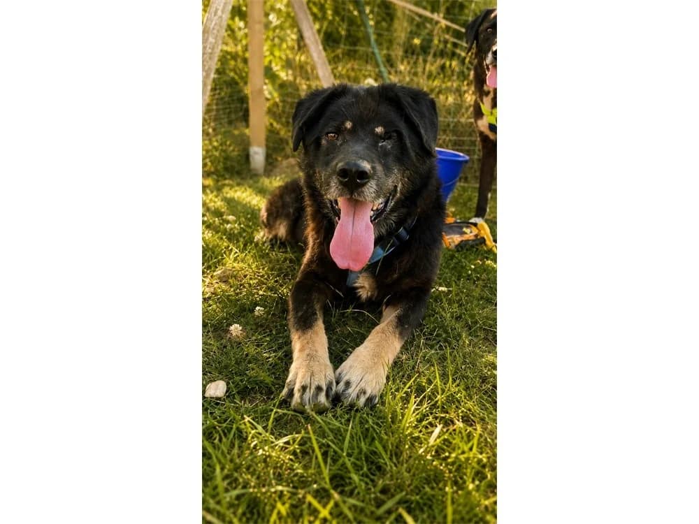 Falco *2022 – wartet in 97082 Würzburg, schwarz female Mixed Breed for adoption at Tierhilfe Lebenswert e.V., Oberwies