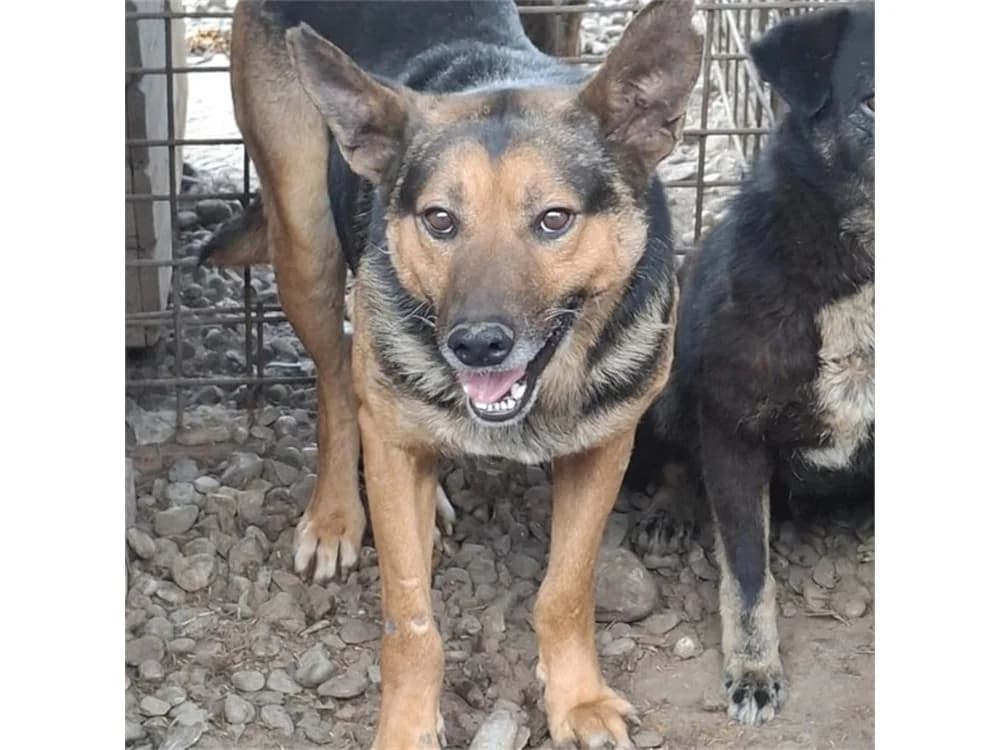 Ferro *20, schwarz female Mixed Breed for adoption at Tierhilfe Lebenswert e.V., Oberwies