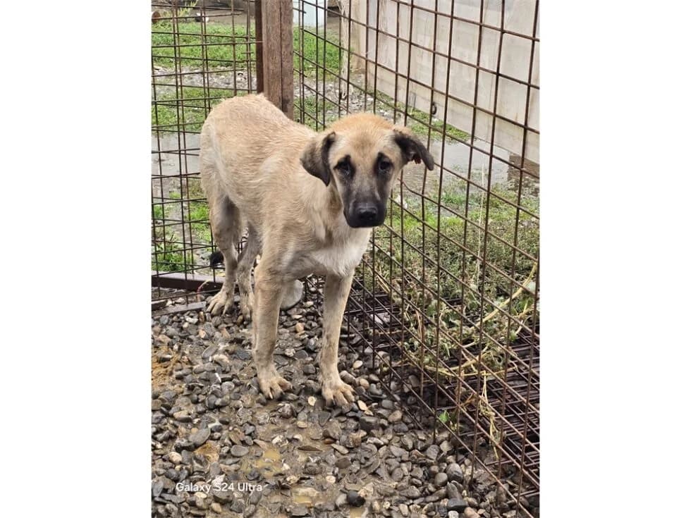 Ferry *20, beige female Mixed Breed for adoption at Tierhilfe Lebenswert e.V., Oberwies