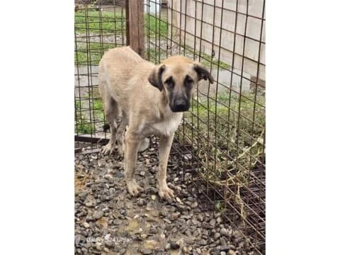 Ferry *20, beige female puppy Mixed Breed for adoption at Tierhilfe Lebenswert e.V., Oberwies