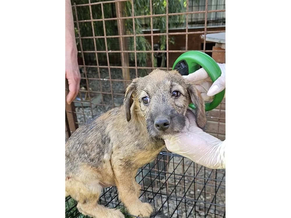Festus, beige female Mixed Breed for adoption at Tierhilfe Lebenswert e.V., Oberwies