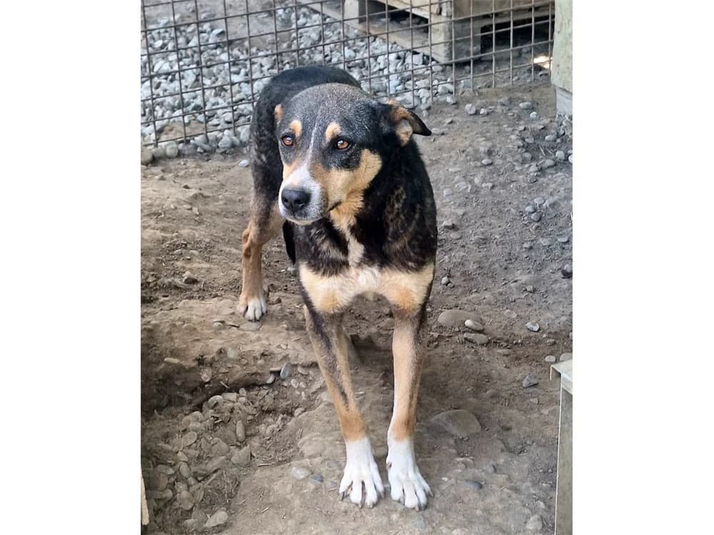 Fiona *2021 – Pflegestelle oder Zuhause gesucht, tricolor female Mixed Breed for adoption at Tierhilfe Lebenswert e.V., Oberwies