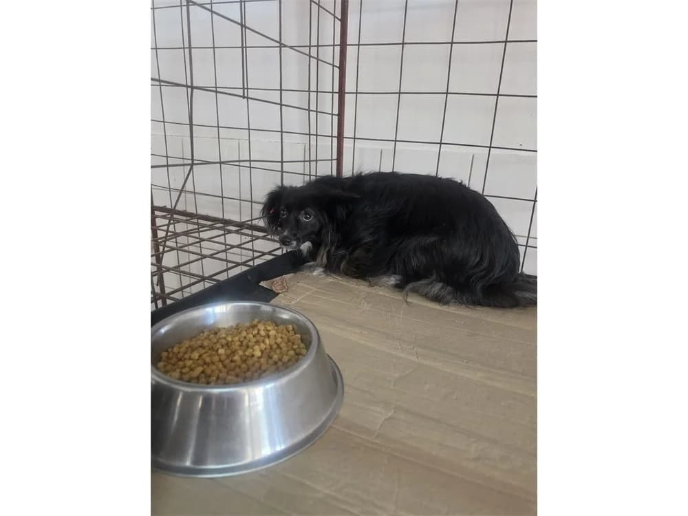Fjella *2023 – Pflegestelle oder Zuhause gesucht, schwarz female Mixed Breed for adoption at Tierhilfe Lebenswert e.V., Oberwies