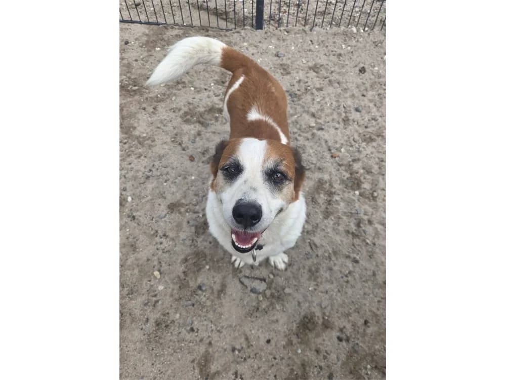 Freddy (Franco) *2022 – wartet in 76767 Hagenbach, female Mixed Breed for adoption at Tierhilfe Lebenswert e.V., Oberwies