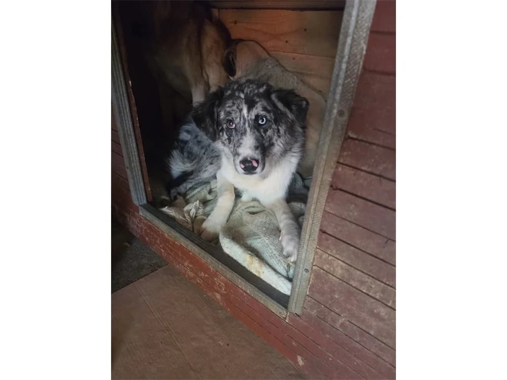 Gaia2 *20, grau female Mixed Breed for adoption at Tierhilfe Lebenswert e.V., Oberwies